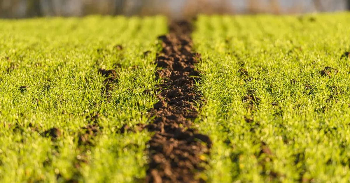 Guide d'Achat : Meilleur Système de Drainage pour Champs