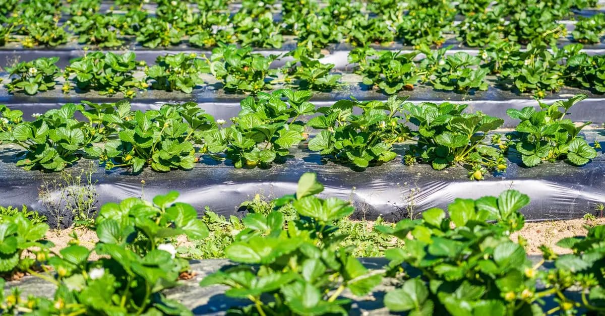 Meilleur équipement de paillage agricole